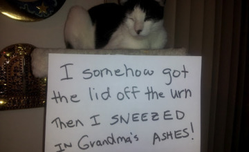 Cat Sneeze