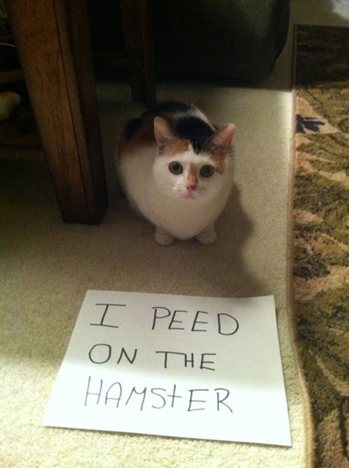 Im not sure if i like the hamster