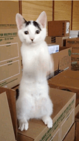 20 Of The Best Cat GIF Posts - Cat Shaming