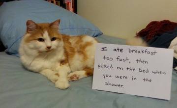 cat shaming breakfast