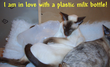 plastic milk bottle copy