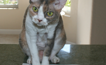 A cat on a blank piece of paper with a blue crayola pen, looking strait at the camera with a stern look