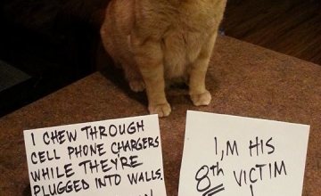 Cat Shaming with Sign