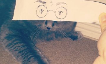 Cat with harry potter paper eyes