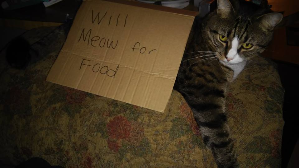 Will Meow for Food